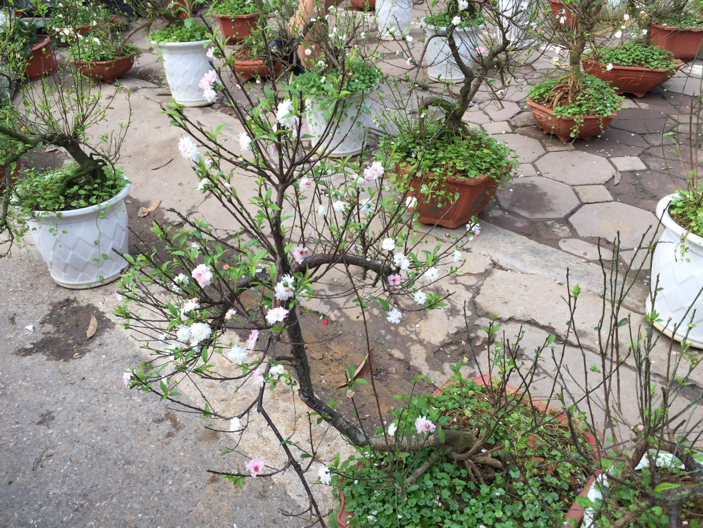 Nhất chi mai gốc 'khủng' vài chục triệu ế ẩm trên phố ảnh 9