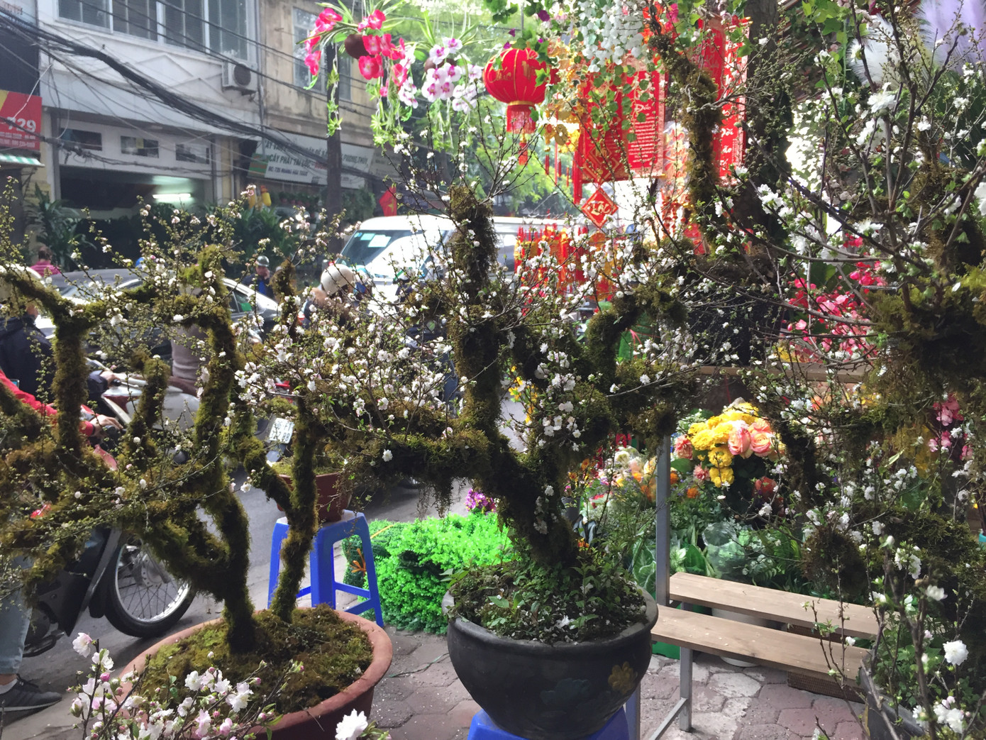 Nhất chi mai gốc 'khủng' vài chục triệu ế ẩm trên phố ảnh 6