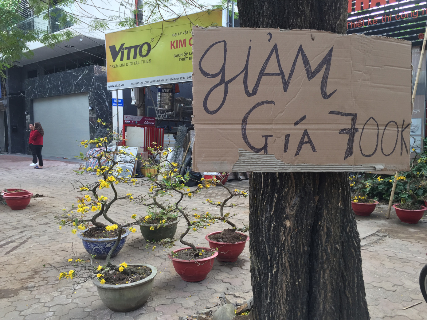 Nhất chi mai gốc 'khủng' vài chục triệu ế ẩm trên phố ảnh 10