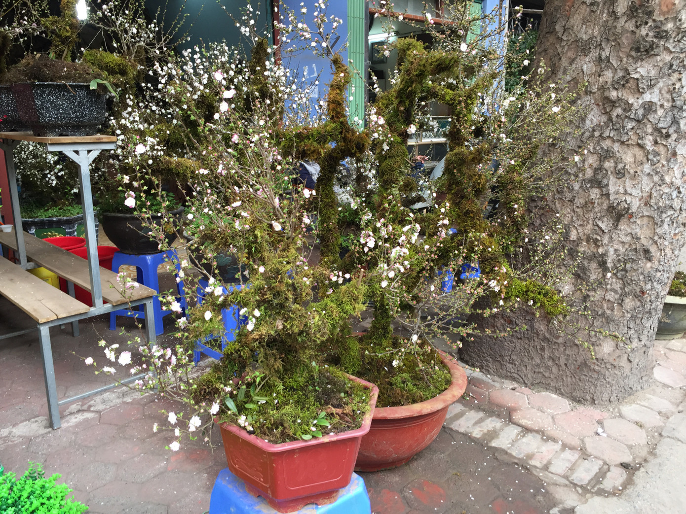 Nhất chi mai gốc 'khủng' vài chục triệu ế ẩm trên phố ảnh 1