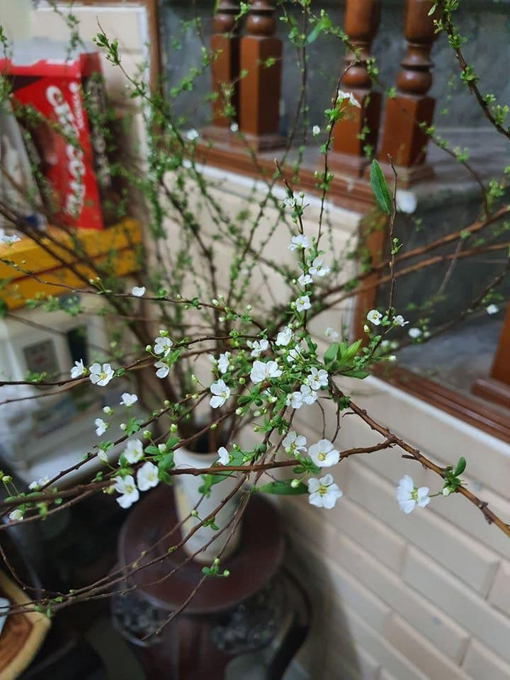 Hoa lạ từ Trung Quốc 'hút' khách hàng chơi trước Tết cả tháng ảnh 1