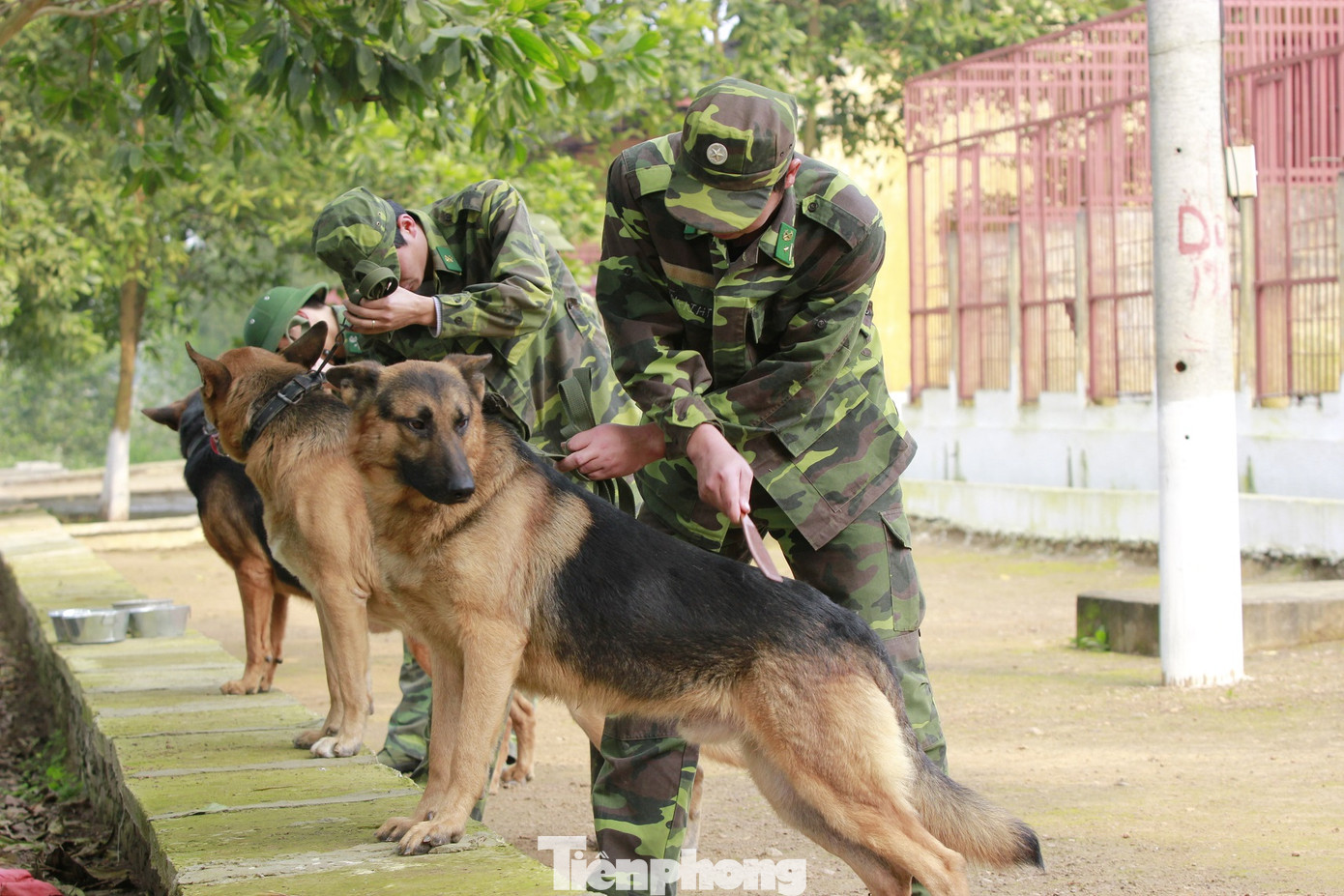 Chó nghiệp vụ Biên phòng Việt Nam sẽ thi tài tại Army Games 2020 ảnh 3