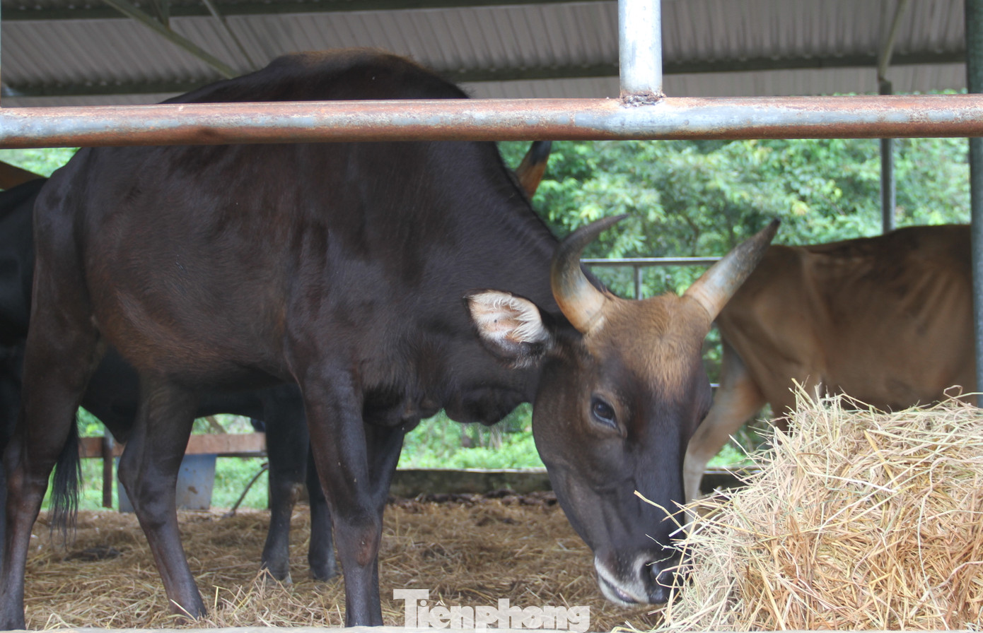 Dự án nghiên cứu kết thúc, đàn bò tót F1 ở Ninh Thuận bỗng suy kiệt gầy trơ xương ảnh 7