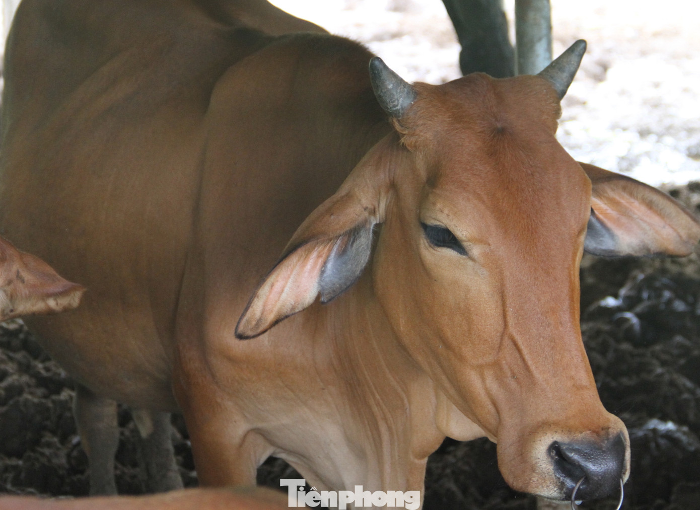 Dự án nghiên cứu kết thúc, đàn bò tót F1 ở Ninh Thuận bỗng suy kiệt gầy trơ xương ảnh 3