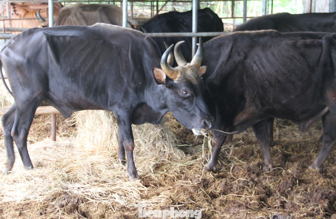 Dự án nghiên cứu kết thúc, đàn bò tót F1 ở Ninh Thuận bỗng suy kiệt gầy trơ xương ảnh 4