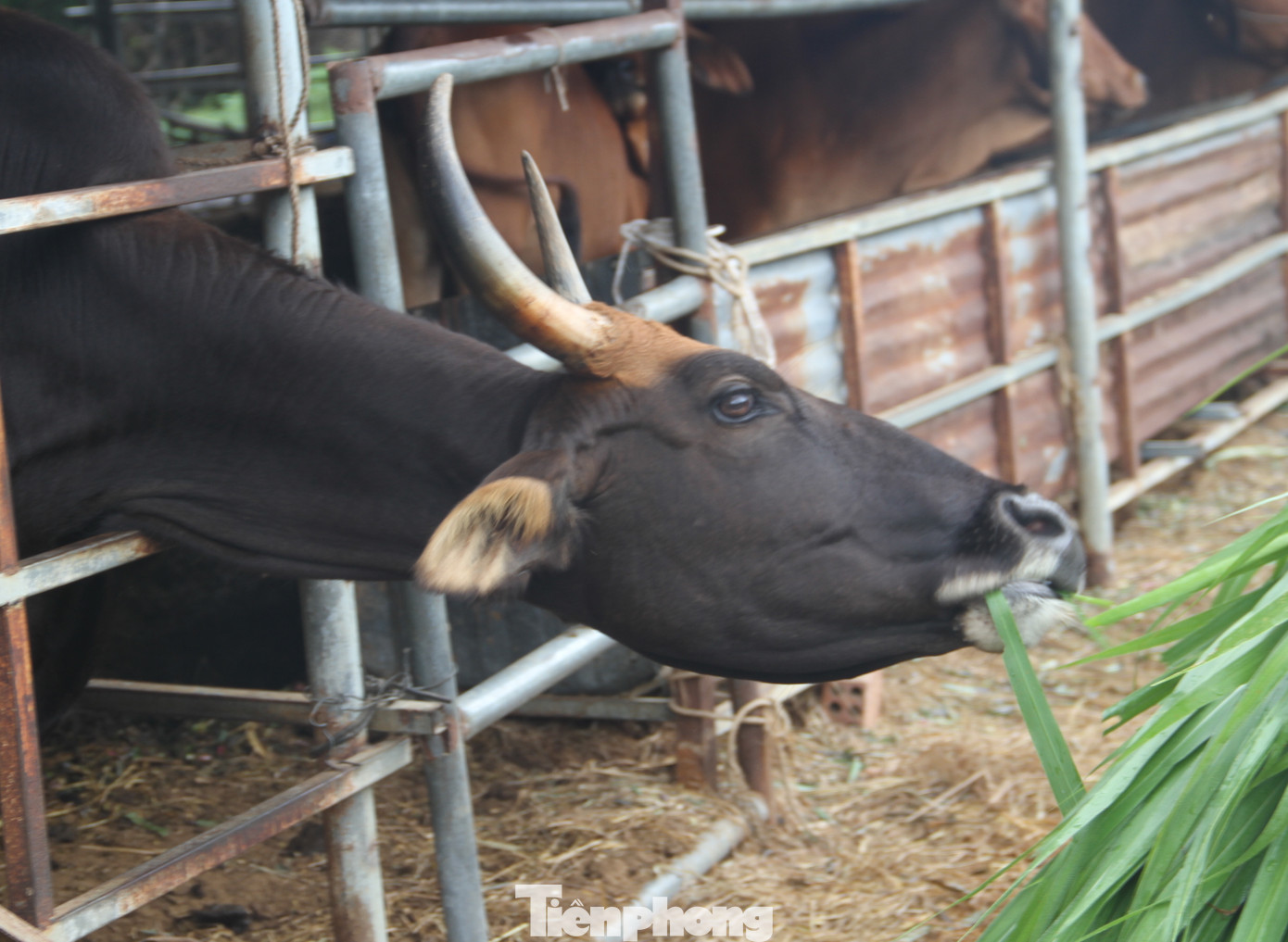 Dự án nghiên cứu kết thúc, đàn bò tót F1 ở Ninh Thuận bỗng suy kiệt gầy trơ xương ảnh 8