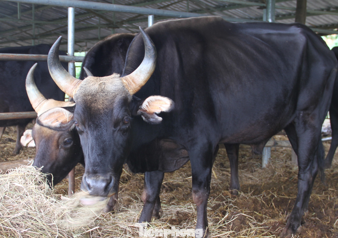 Dự án nghiên cứu kết thúc, đàn bò tót F1 ở Ninh Thuận bỗng suy kiệt gầy trơ xương ảnh 5