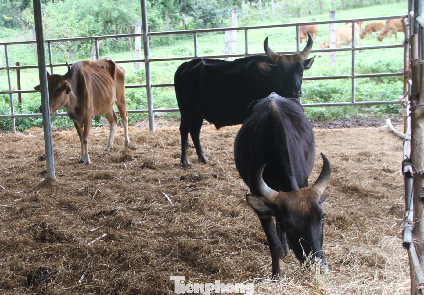 Dự án nghiên cứu kết thúc, đàn bò tót F1 ở Ninh Thuận bỗng suy kiệt gầy trơ xương ảnh 1