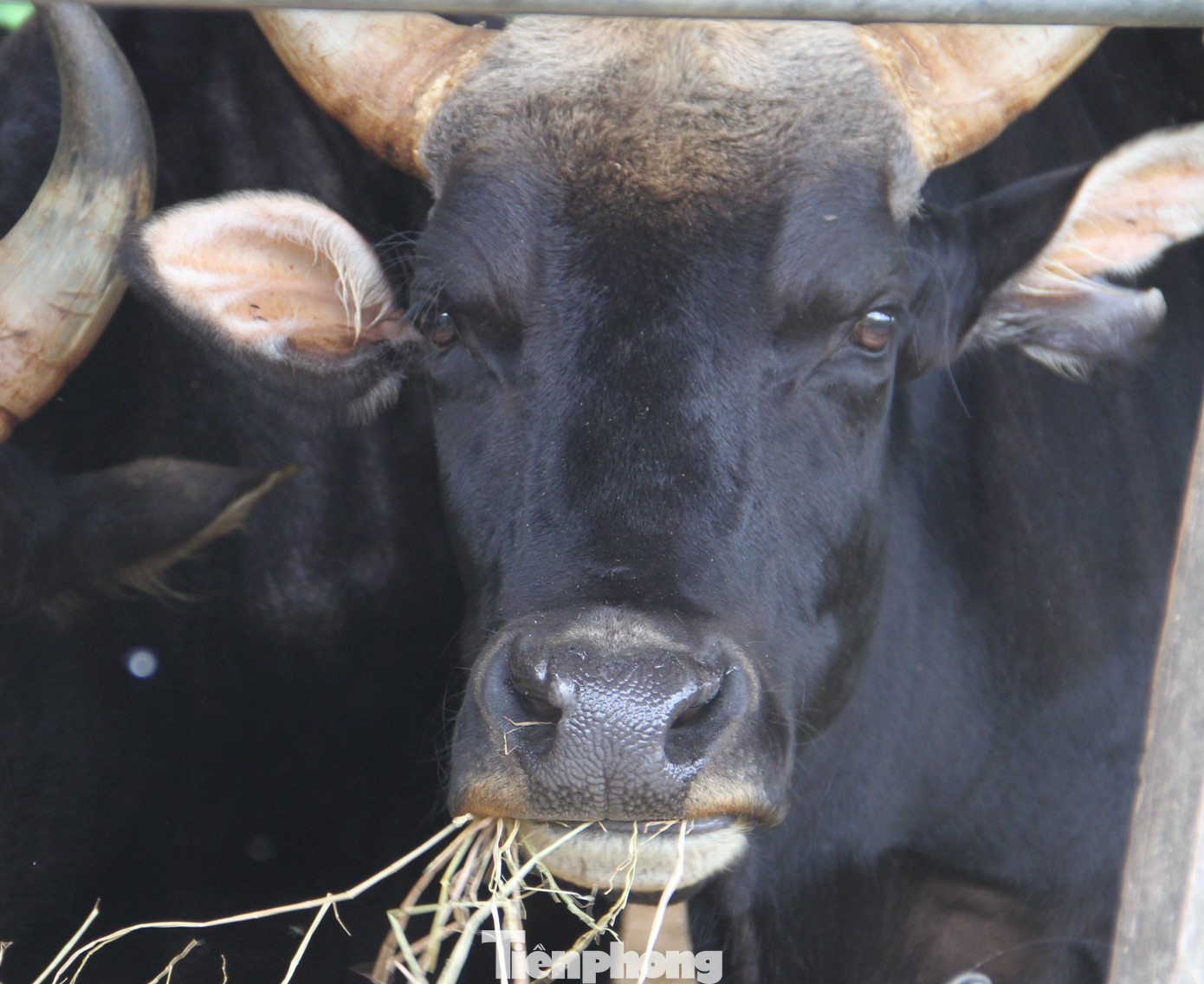 Dự án nghiên cứu kết thúc, đàn bò tót F1 ở Ninh Thuận bỗng suy kiệt gầy trơ xương ảnh 12