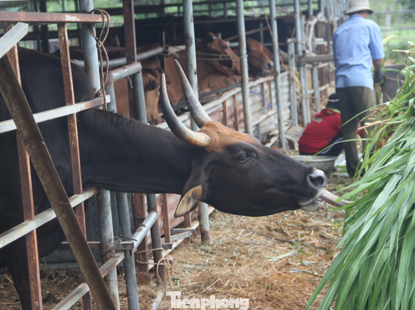 Dự án nghiên cứu kết thúc, đàn bò tót F1 ở Ninh Thuận bỗng suy kiệt gầy trơ xương ảnh 9