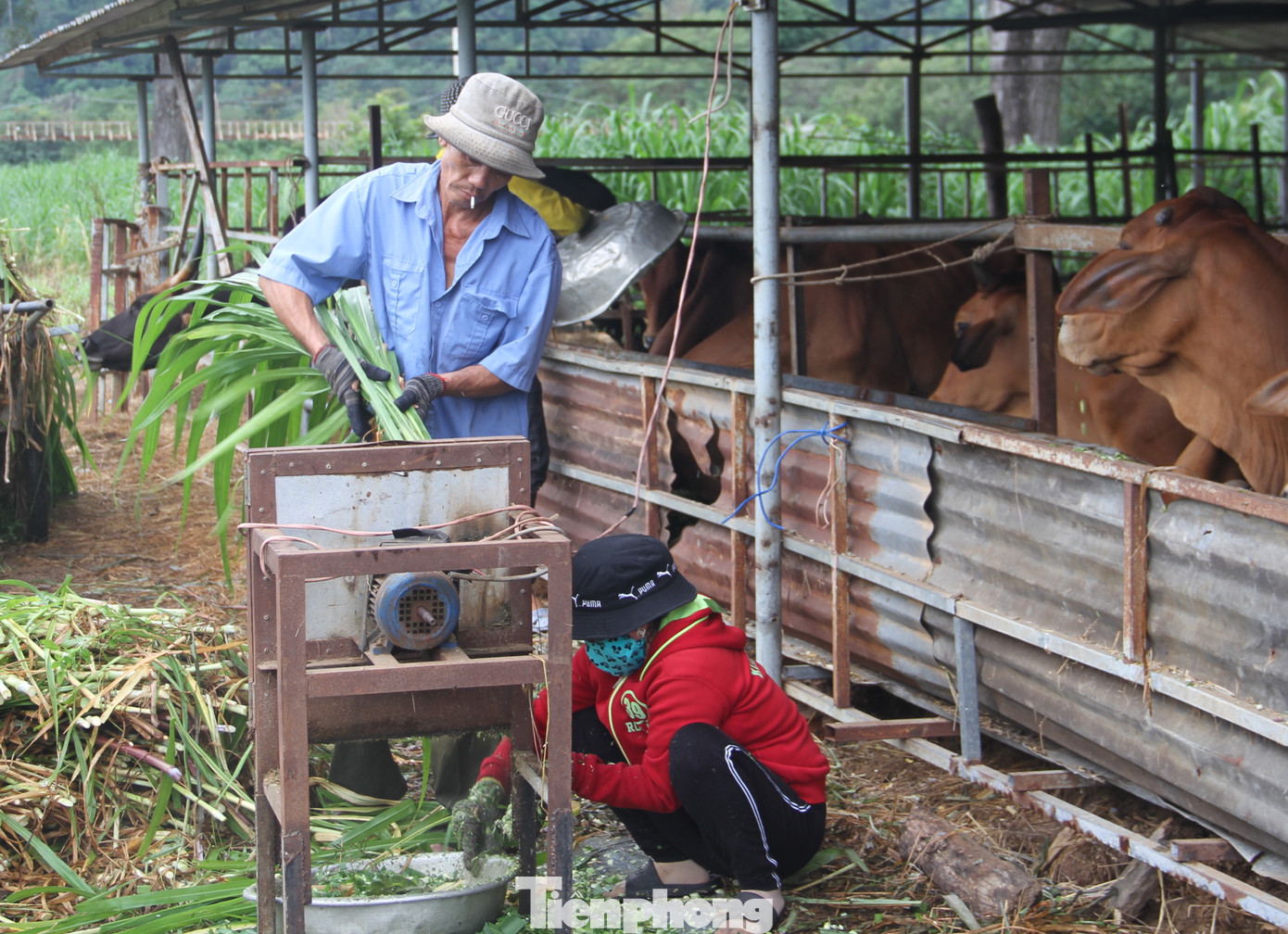 Dự án nghiên cứu kết thúc, đàn bò tót F1 ở Ninh Thuận bỗng suy kiệt gầy trơ xương ảnh 10
