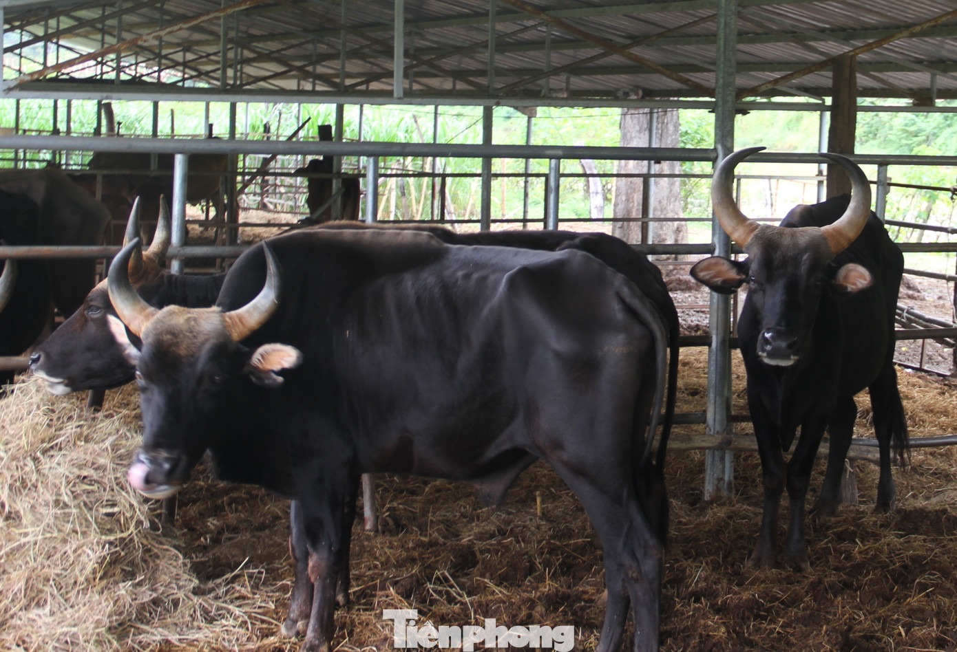 Dự án nghiên cứu kết thúc, đàn bò tót F1 ở Ninh Thuận bỗng suy kiệt gầy trơ xương ảnh 11