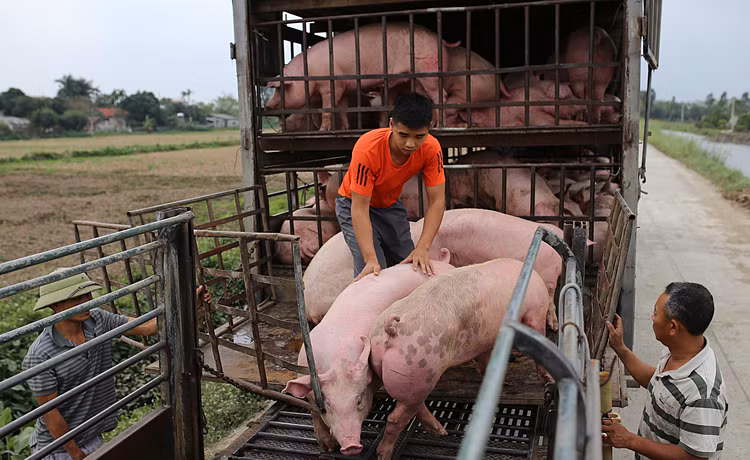 Sớm đưa giá lợn hơi giảm về mức khoảng 60.000 đồng/kg ảnh 1