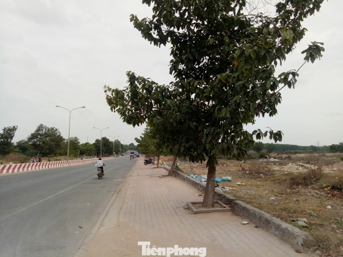 Cận cảnh khu đất khiến lãnh đạo Cty Thiên Phú bị bắt ảnh 3