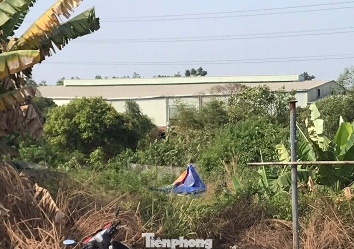 Kinh hãi phát hiện thi thể trong bụi rậm ở Bình Dương ảnh 1