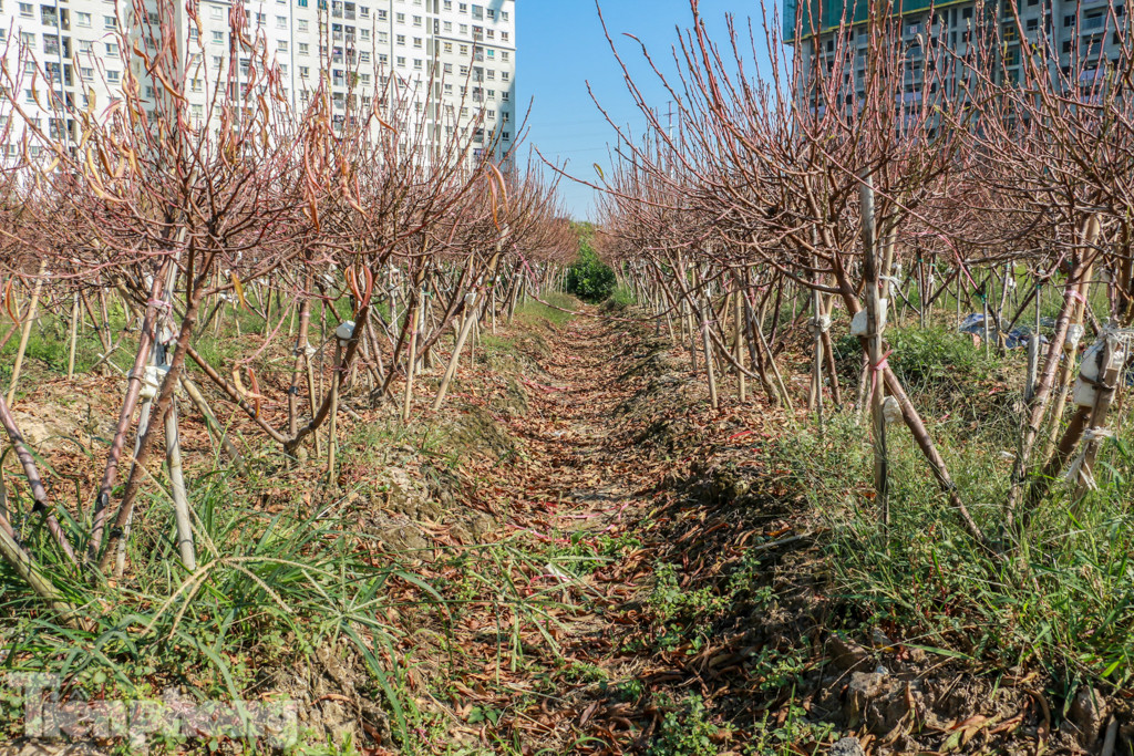 Hàng nghìn gốc đào bị chết, đền bù cho dân có thỏa đáng? ảnh 2