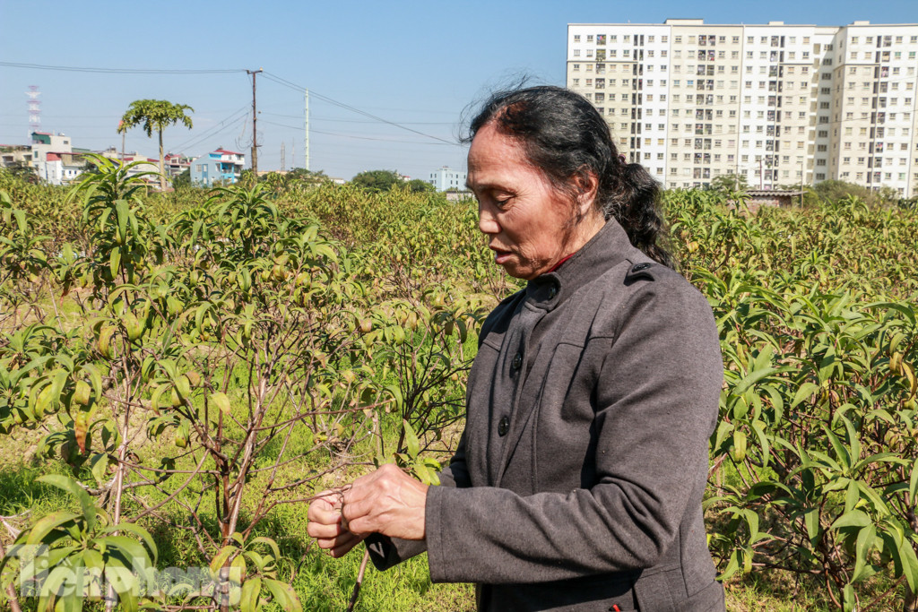 Hàng nghìn gốc đào bị chết, đền bù cho dân có thỏa đáng? ảnh 3