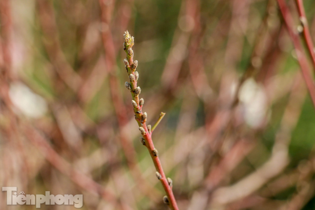 Hàng nghìn gốc đào chết khô, người dân Đông Ngạc 'khóc ròng' ảnh 11