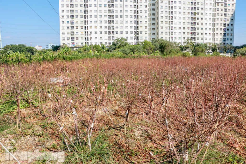 Hàng nghìn gốc đào bị chết, đền bù cho dân có thỏa đáng? ảnh 1