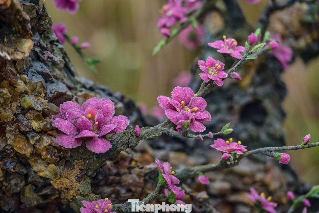 Xuất hiện cây đào bằng đá quý hơn nửa tỷ đồng tại Hà Nội ảnh 11