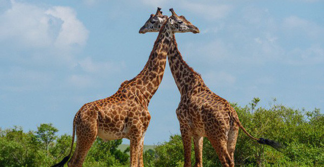 1001 thắc mắc: Loài nào vừa bay vừa ngủ? ảnh 5