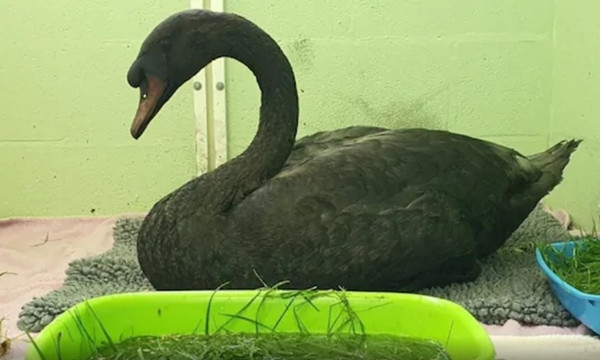 Bơi ở ao nước kỳ lạ, thiên nga trắng bỗng biến thành thiên nga đen, chuyện gì đã xảy ra? ảnh 2