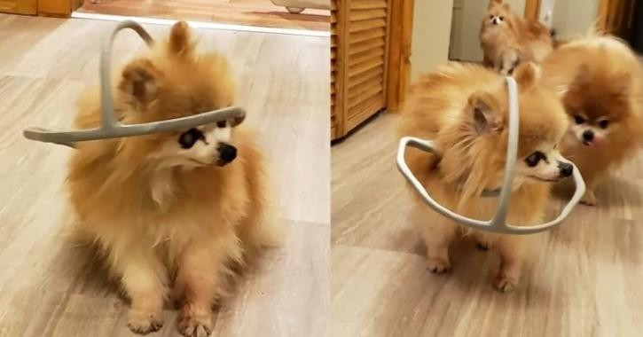 Chú chó được chủ làm cho chiếc “mũ bảo hiểm” kỳ lạ, nhưng ai cũng xúc động khi biết lý do ảnh 1