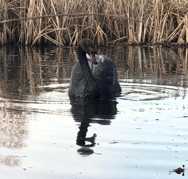Bơi ở ao nước kỳ lạ, thiên nga trắng bỗng biến thành thiên nga đen, chuyện gì đã xảy ra? ảnh 1
