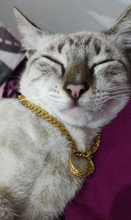 Cư dân mạng Malaysia lập nhóm Facebook “khoe giàu": Tưởng đáng chê, hóa ra ai cũng mê! ảnh 6