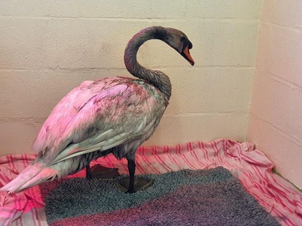 Bơi ở ao nước kỳ lạ, thiên nga trắng bỗng biến thành thiên nga đen, chuyện gì đã xảy ra? ảnh 3