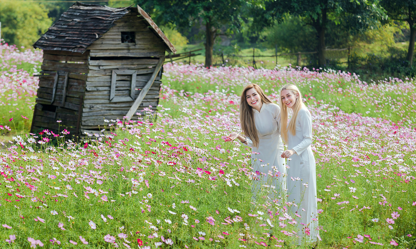 Thiếu nữ phương Tây khoe sắc giữa đồng hoa hoạ mi Hà thành ảnh 6