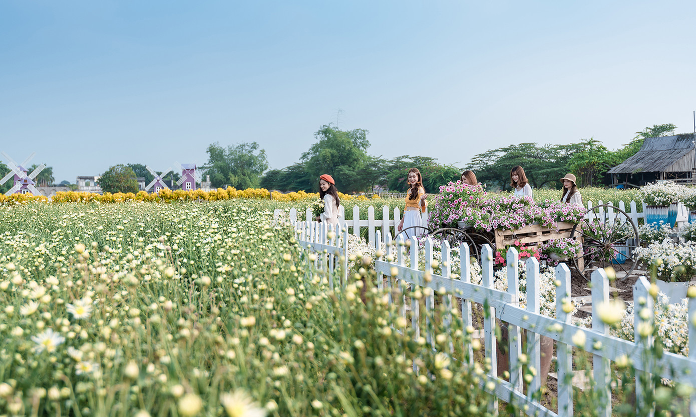 Thiếu nữ Hà thành khoe sắc bên vườn cúc họa mi ảnh 1