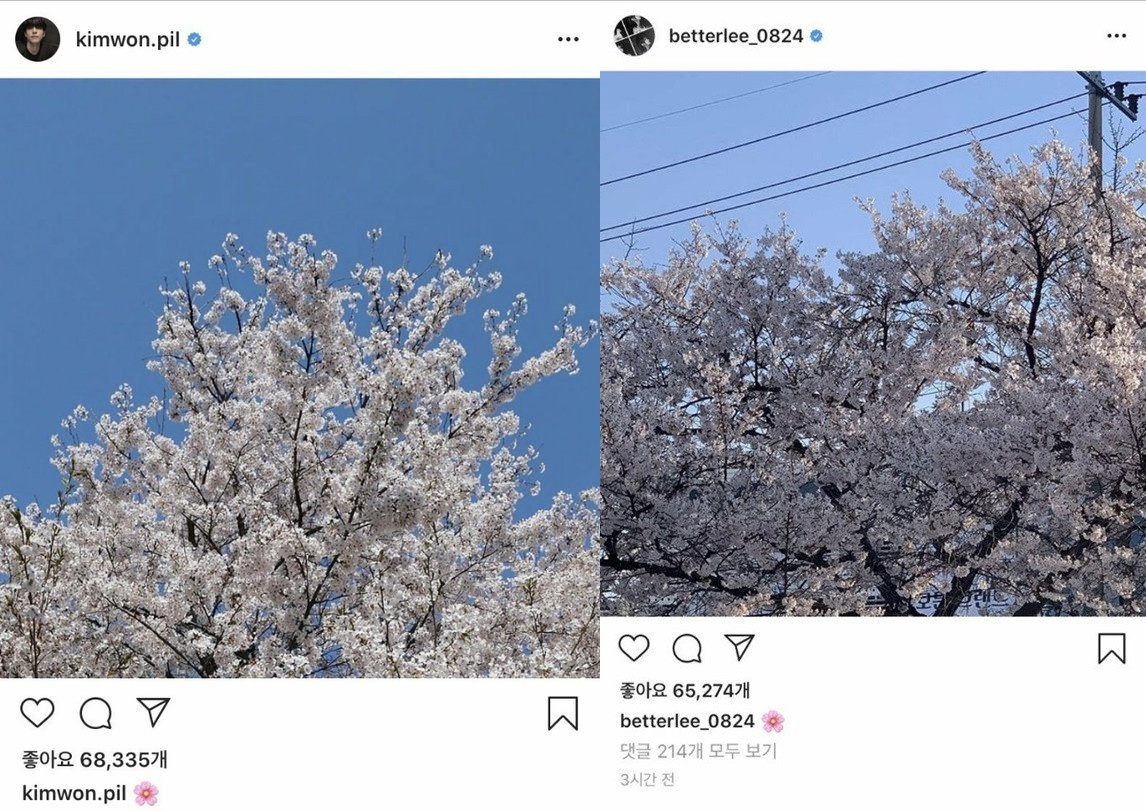 Naeun (April) dính tin đồn hẹn hò với hai nam idol cùng lúc vì ảnh hoa anh đào ảnh 3