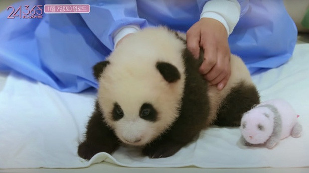 BLACKPINK mất điểm trầm trọng trong mắt fan Trung Quốc vì một chú gấu trúc dễ thương ảnh 1