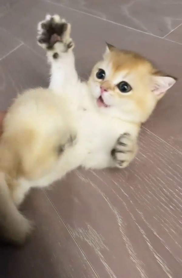 Lisa lần đầu tiết lộ về hình nền trên điện thoại: Rất bất ngờ nhưng cũng cực hợp lý ảnh 5