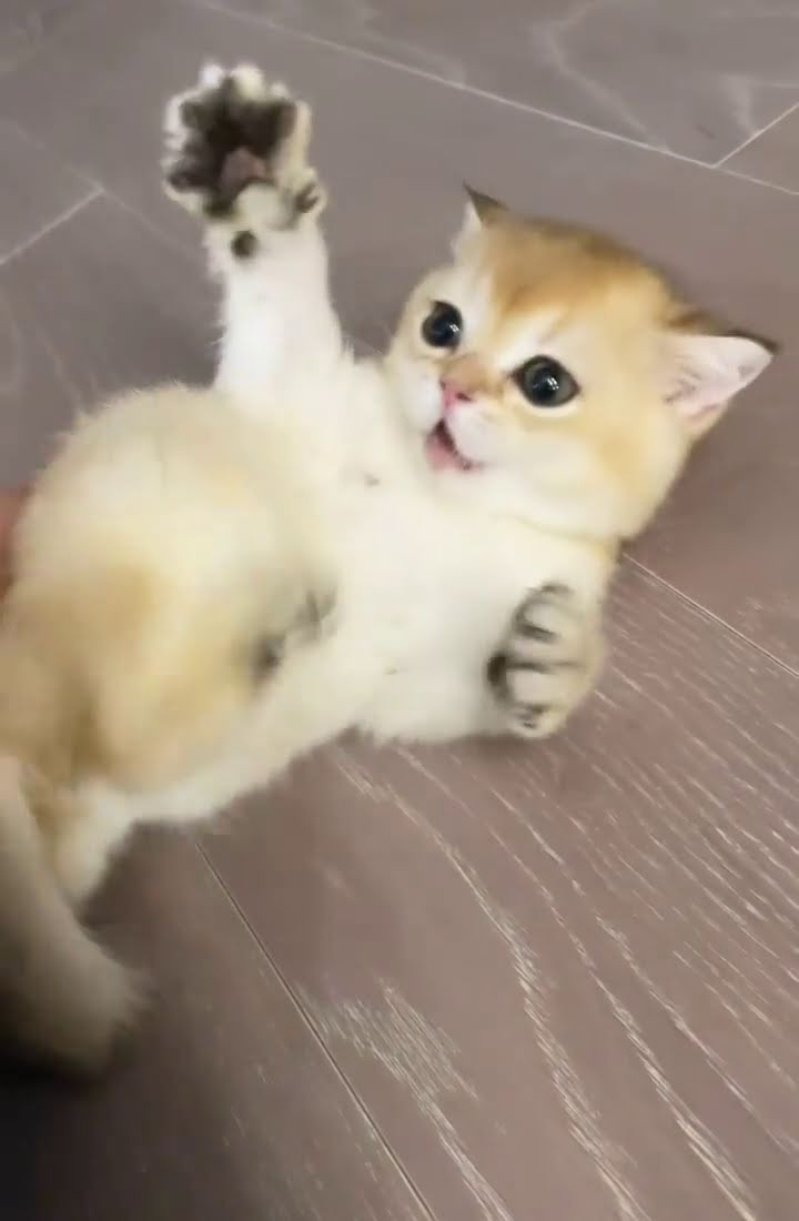 Nghe tin Lisa làm điều này đến lần thứ 5, netizen bàng hoàng “Tưởng nói chơi mà hóa thật” ảnh 5