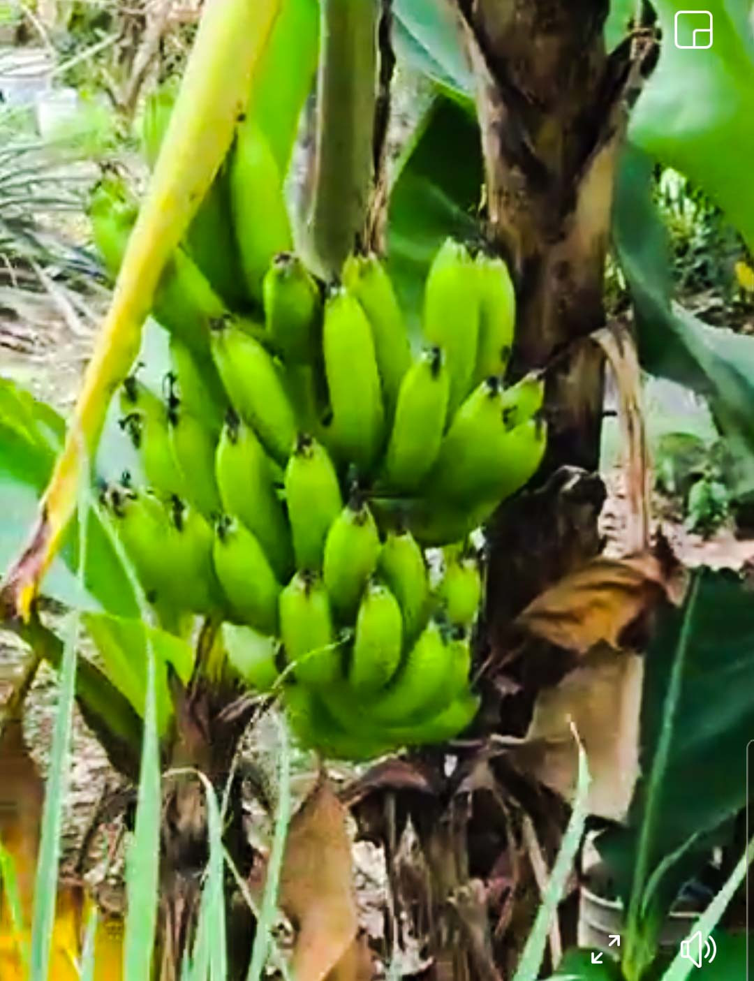 Phát 'sốt' với vườn cây sai trĩu quả của Việt Trinh ảnh 10