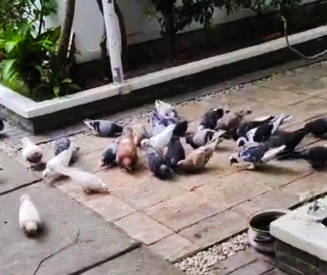 Phát 'sốt' với vườn cây sai trĩu quả của Việt Trinh ảnh 8