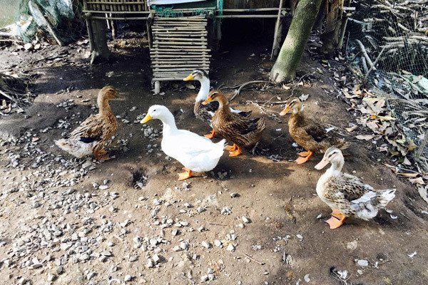 Phát 'sốt' với vườn cây sai trĩu quả của Việt Trinh ảnh 7