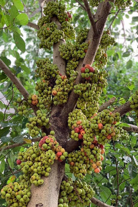 Phát 'sốt' với vườn cây sai trĩu quả của Việt Trinh ảnh 4