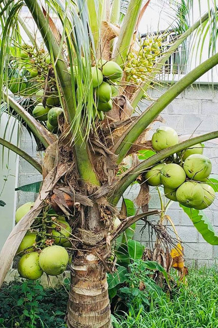 Phát 'sốt' với vườn cây sai trĩu quả của Việt Trinh ảnh 3