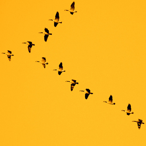 1001 thắc mắc: Chim đi trên băng sao không bị đông cóng chân? ảnh 1