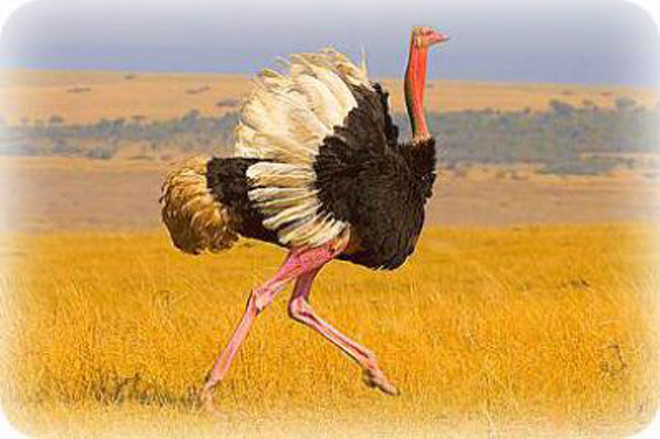 1001 thắc mắc: Vì sao lông chim quý thường có màu xanh? ảnh 5