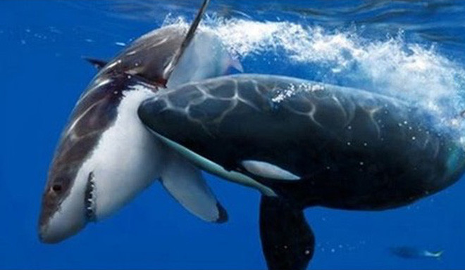 1001 thắc mắc: Cá mập trắng bị sát thủ nào hạ gục? ảnh 1