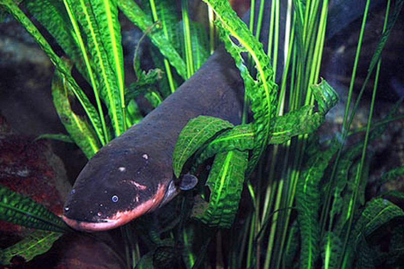 1001 thắc mắc: Thủy quái Amazon ăn gì, sao phóng điện giết được cả cá sấu? ảnh 1