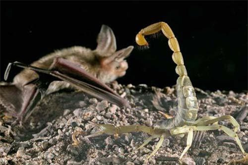 1001 thắc mắc: Vì sao nọc bọ cạp tử thần là chất lỏng đắt nhất hành tinh ảnh 2