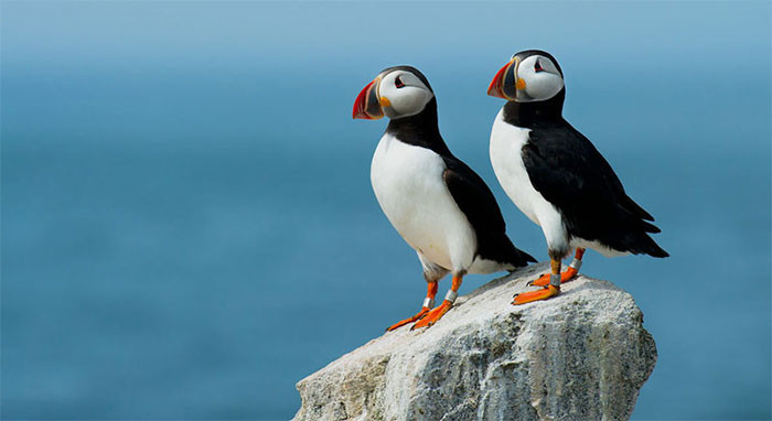 1001 thắc mắc: E sợ cái gì mà chim mái ngày càng ít hót ảnh 1