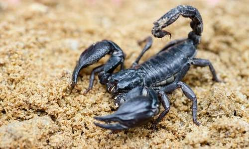 1001 thắc mắc: Bọ cạp ăn gì, vì sao nọc của chúng lại cực độc? ảnh 1