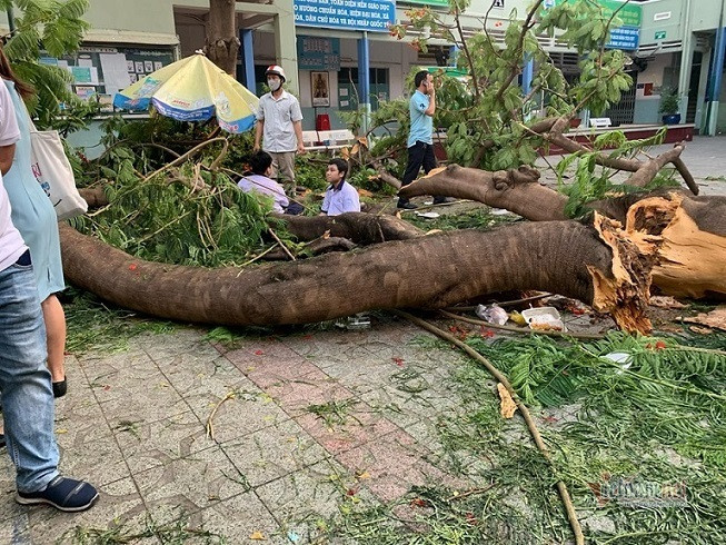 Cây phượng bất ngờ bật gốc, đè trúng nhiều học sinh trường THCS Bạch Đằng. (Ảnh: Vietnamnet) Toàn cảnh vụ cây phượng bật gốc đè vào người học sinh gây thương vong tại trường Bạch Đằng ảnh 1