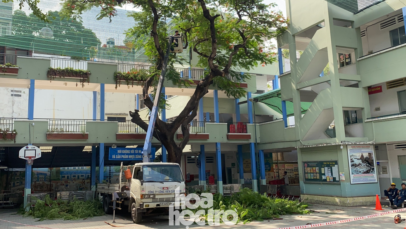 Nhà trường hiện đã tiến hành đốn bỏ cây phượng còn lại để tránh xảy ra trường hợp đáng tiếc khác. Toàn cảnh vụ cây phượng bật gốc đè vào người học sinh gây thương vong tại trường Bạch Đằng ảnh 5